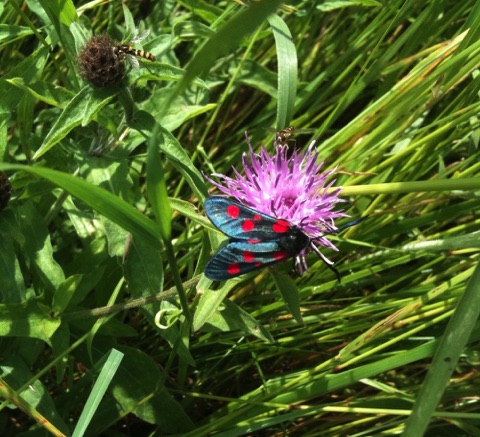 Burnet moth